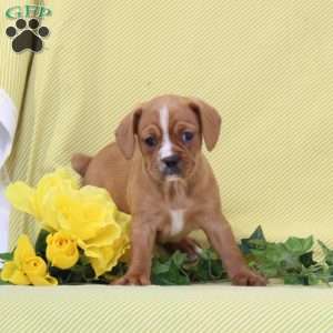Betty, Boston Terrier Mix Puppy